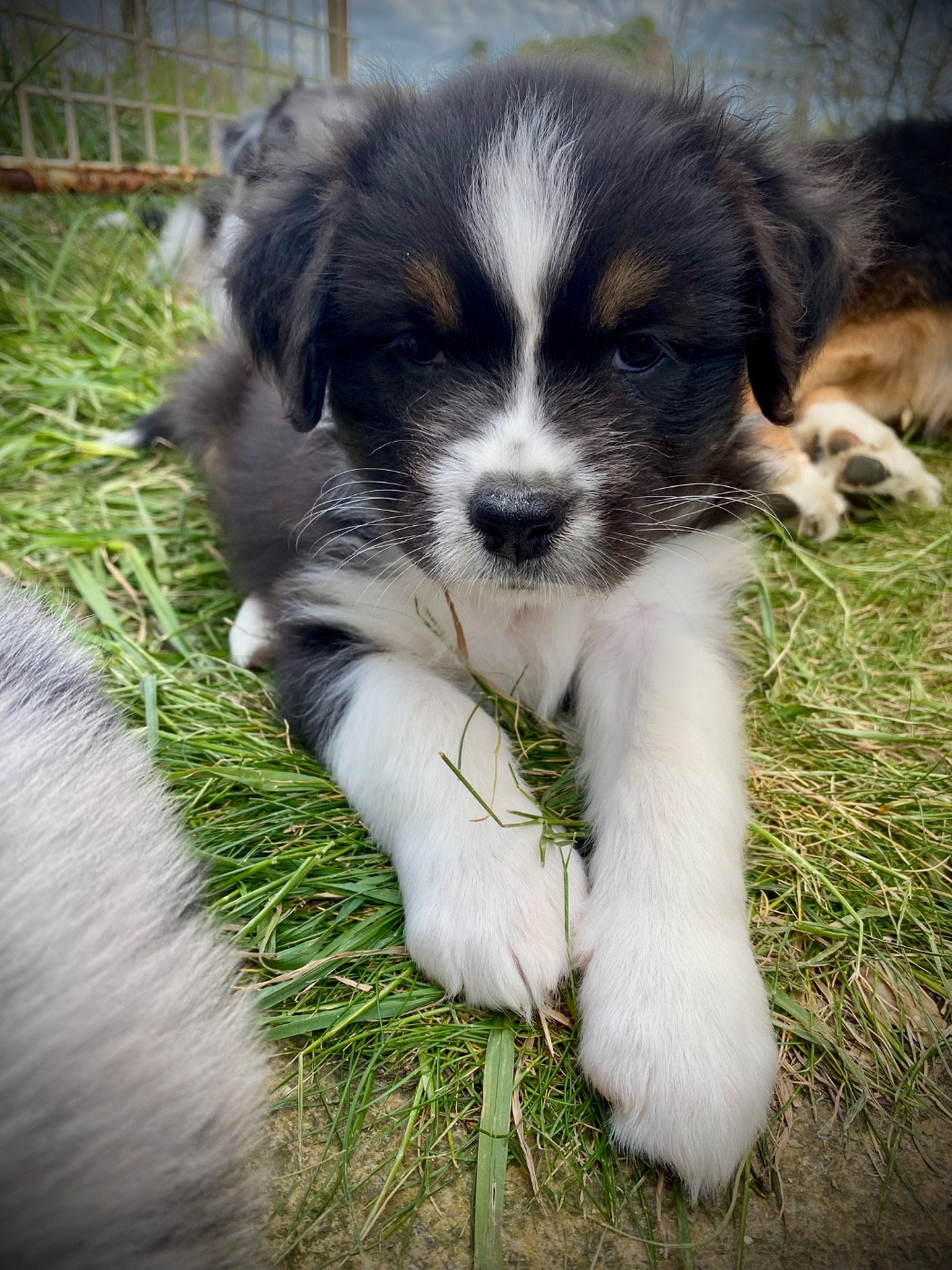 Du Domaine D’Erebor - Chiots disponibles - Berger Australien