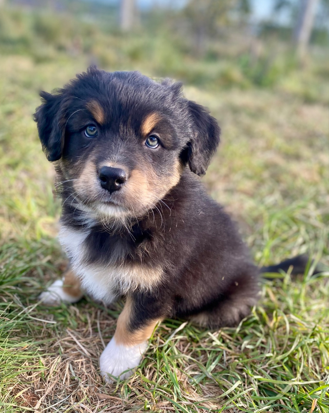 Du Domaine D’Erebor - Chiots disponibles - Berger Australien