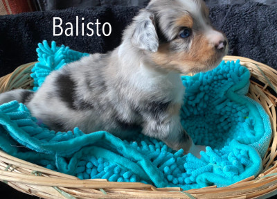 Balisto